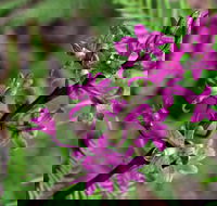 Cassinia Walking Track - Stayed