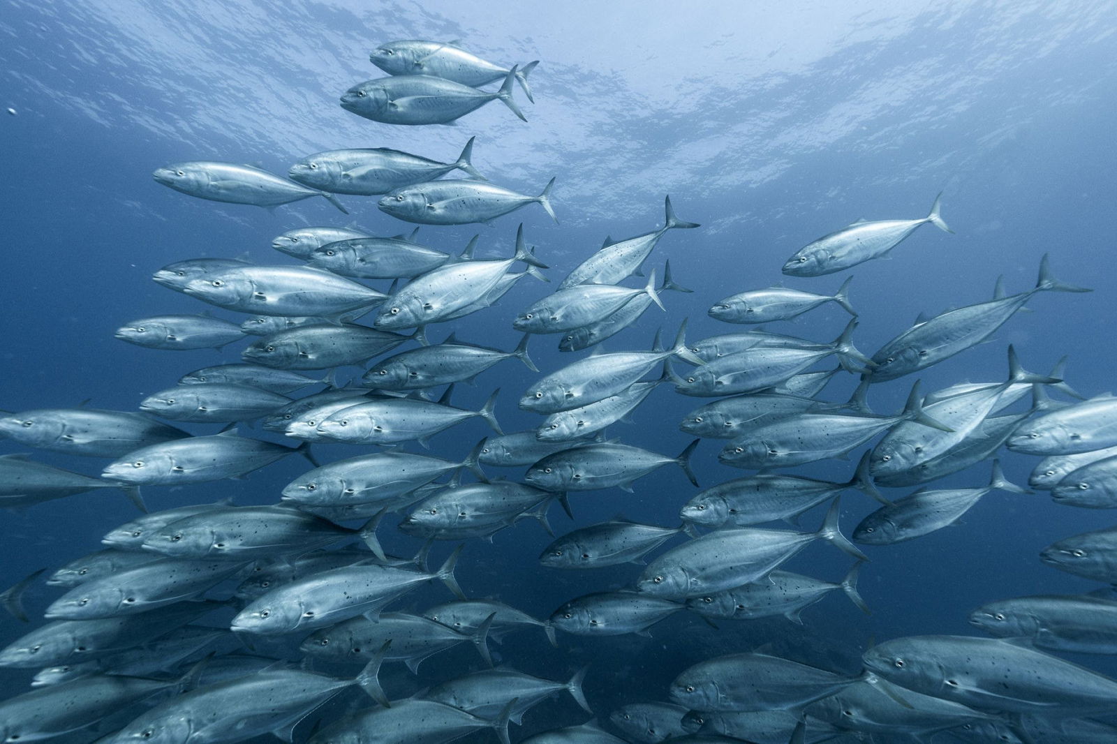 The Keppels QLD Stayed