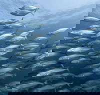 Egg Rock Dive Site - Stayed