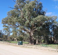Giant Gum Tree - Stayed