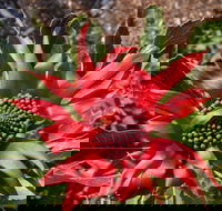 Inverawe Native Gardens - Stayed