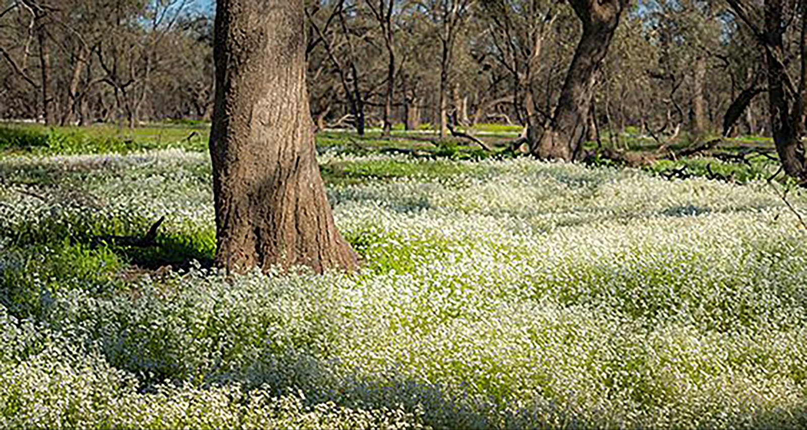 Lake Meran VIC Stayed