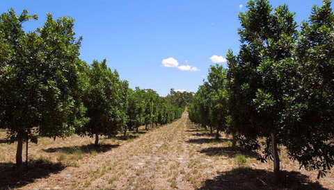 MacNuts WA Shop And Factory - Stayed 0