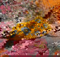 Magic Mountain Dive Site - Stayed