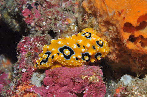 Magic Mountain Dive Site - Stayed 0