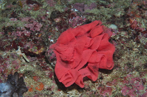 Magic Mountain Dive Site - Stayed 2