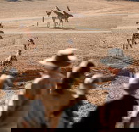 Monarto Safari Park - Stayed