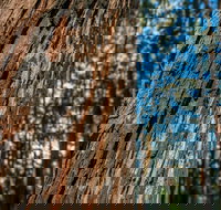 Muirs Lookout - Stayed