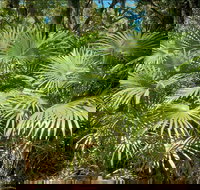 Mungo Rainforest Walk - Stayed