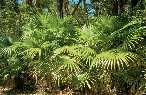 Mungo Rainforest Walk - Stayed 0