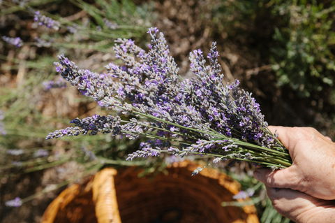 Nannup Lavender Farm - Stayed 2