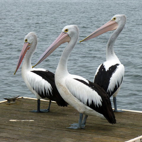Pelican Feeding - Stayed 0