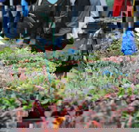 Portsea Market - Stayed