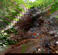 Queen Mary Falls circuit Main Range National Park - Stayed