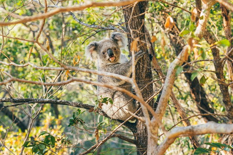 Radical Bay Track - Stayed 2