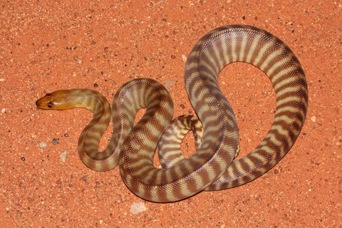 Red Desert Reptiles - Stays Accommodation 0