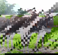 The Good Samaritan Donkey Sanctuary - Stayed