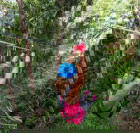 TreeTop Challenge - Sunshine Coast - Stayed