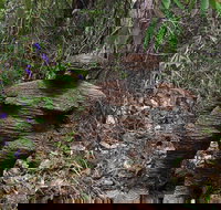Understory Art In Nature - Stayed