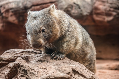 Wild Life Sydney Zoo - Stays Accommodation 2