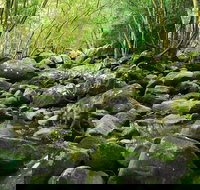 Wodi Wodi Walking Track - Stayed