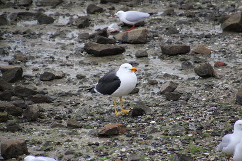 Woolley's Beach Walk - Stayed 2