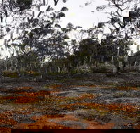Woylie Walk Dryandra Woodland - Stayed