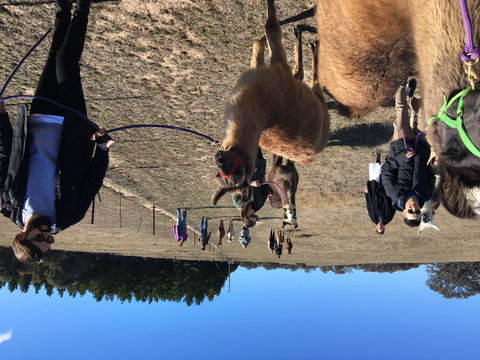 Alpaca Magic Stud - Stayed 1