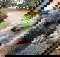 Alpaca Farm Experience at Crookwell - Stayed