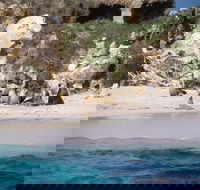 Australian Sea Lions - Stayed