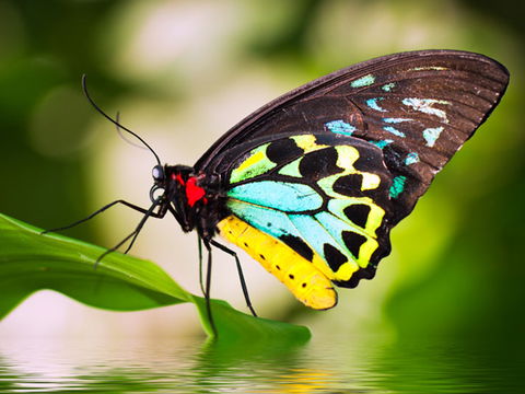 Australian Butterfly Sanctuary - Stayed 1