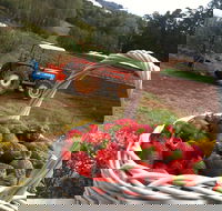 Blue Hills Berries and Cherries - Stayed
