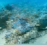 Child Island Dive Site - Stayed