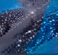 Coastal Water Dive - Stayed