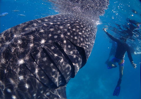 Coastal Water Dive - Stayed 0