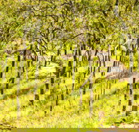 Davies Creek Mountain Bike Park - Stays Accommodation