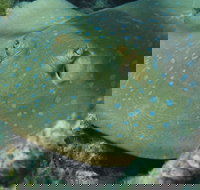 Fitzroy Island Dive Site - Stayed