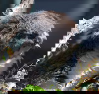 Gorge Wildlife Park - Stayed