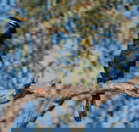 Greenough River Nature Trail - Stayed