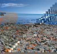 Hamelin Pool Stromatolites - Stayed