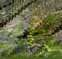 Hopetoun Falls Walking Track - Stayed