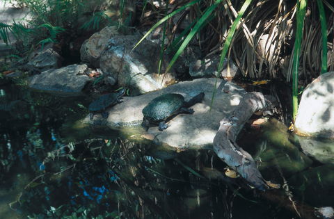 Howard Springs Nature Park - Stayed 0