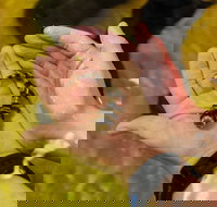 Irukandji Shark and Ray Encounters - Stayed