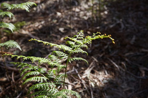 Langwarrin Flora And Fauna Reserve Walking Trails - Stayed 0