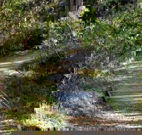 McDirtys Walking Track - Stayed