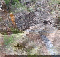 Mill-bullah Walking Track - Stayed