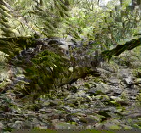 Mitchell River Walking Track - Stayed