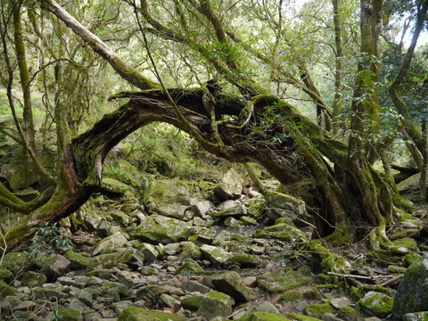 Mitchell River Walking Track - Stayed 0