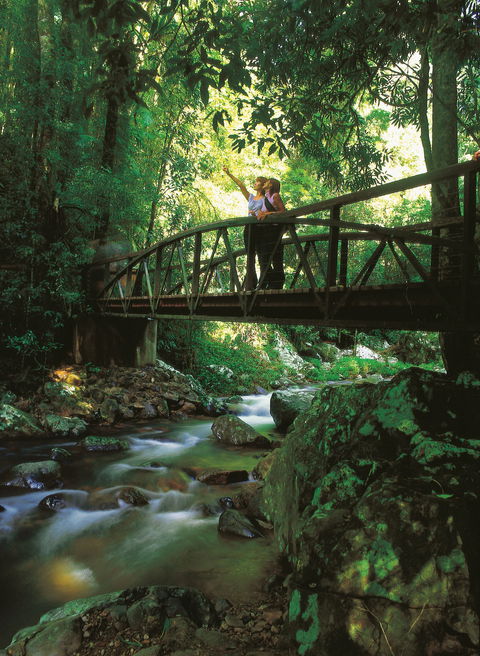 Natural Bridge Circuit, Springbrook National Park - Stayed 1