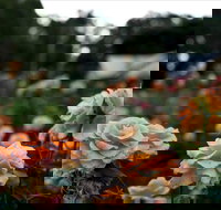 Newtown Park State Rose Garden - Stayed